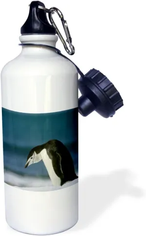 3dRose "Chinstrap Penguin, Antarctica.-AN02 KSC0039 Kevin Schafer" Sports Water Bottle, 21 oz, White